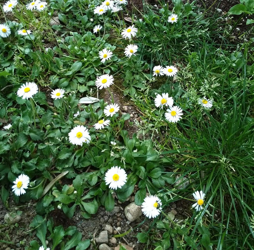 AnnaDanzi's tweet photo. #primavera #fiori #profumi #pratoline #nonmargherite http://t.co/jqNdwpMxdX