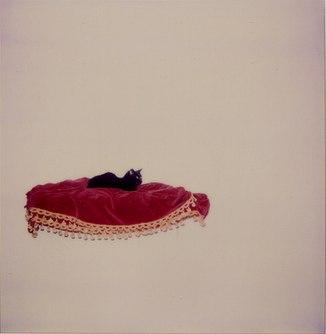 PolaroidWeek's tweet photo. #Purrsday 🐱  #PolaroidWeek 2006 by Gwendolyn Skaggs 
https://t.co/wqZrdMNlfb http://t.co/3oiqgu8JA0