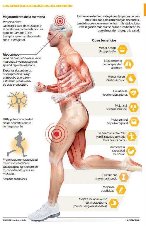 latercera's tweet photo. Los más listos: Proteína que hace correr más a los maratonistas, también los hace inteligentes http://t.co/r8ffmPIPko http://t.co/6zN6MPOiSw
