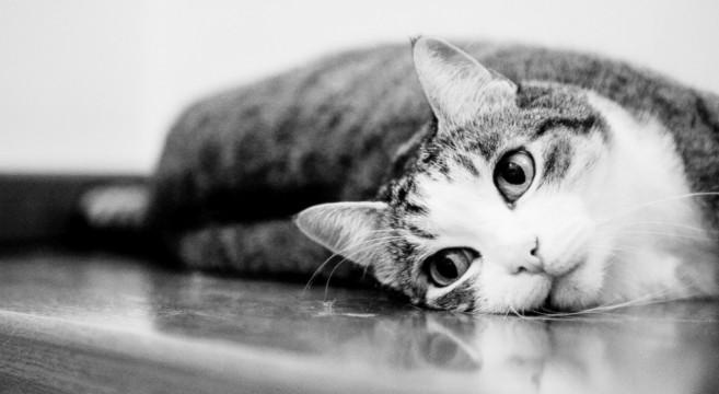 digitalcoso's tweet photo. Mia madre mi ha abbandonato perché sono un #digitalcoso #unamammaperdigitalcoso http://t.co/1OTrOVMEWj