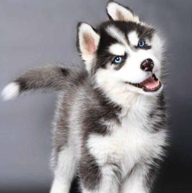 PuppEmergency's tweet photo. How you think you look when you pose http://t.co/prl4otVcMA
