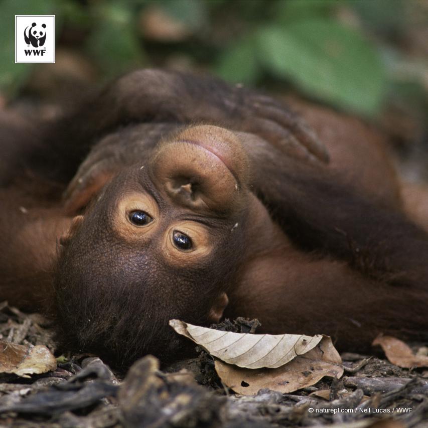 WWFCanada's tweet photo. The world's largest tree-dwelling mammal, the orangutan is considered one of humans’ closest relatives. #animalfacts http://t.co/VB75Ek2Qwg