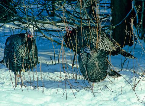 ONresources's tweet photo. #Hunting wild turkey this spring? Only turkeys with beards may be harvested! http://t.co/5Pn4GmaMTT