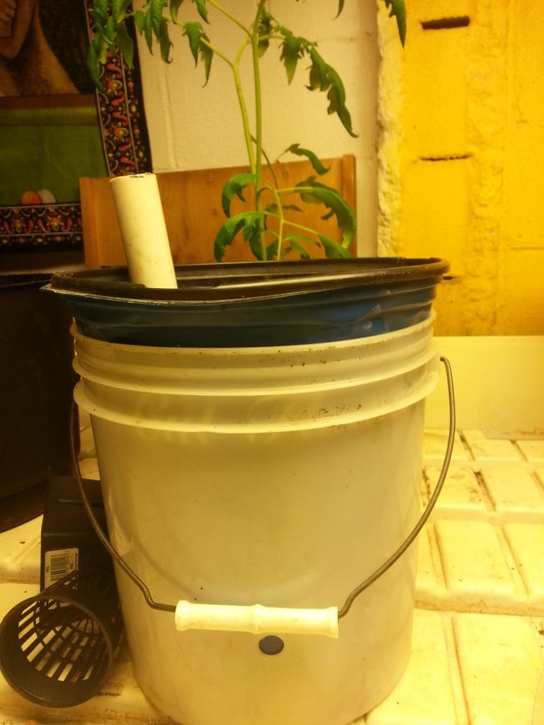 Making bubble pots today! #microfarming #hydroponics #outgrowthesystem #legalize #tomato
