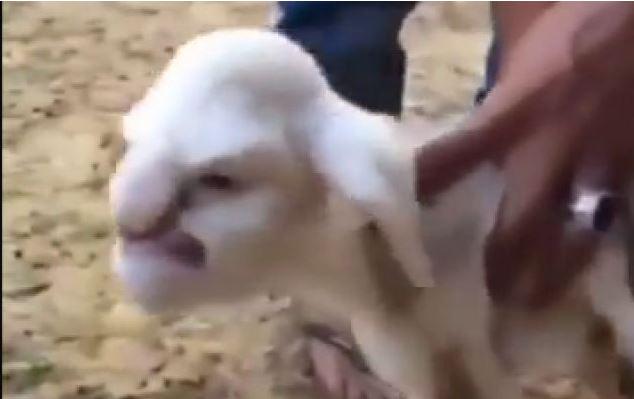 los40colombia's tweet photo. La oveja con cara humana que aterra en redes sociales

Mirala aquí: http://t.co/I2RAF0rbfP http://t.co/OEKqjzTmfd