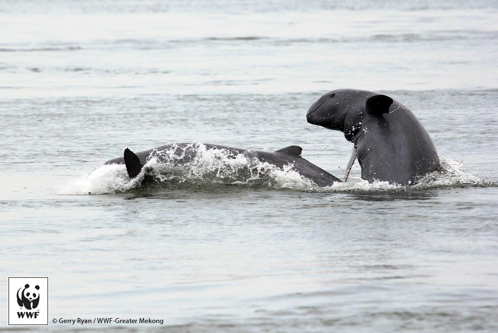 WWFFrance's tweet photo. Plus que 5 dauphins de l'Irrawaddy au Laos après la mort d'une femelle http://t.co/nUtzujbUqJ #WWF http://t.co/dbQsa7FIR7