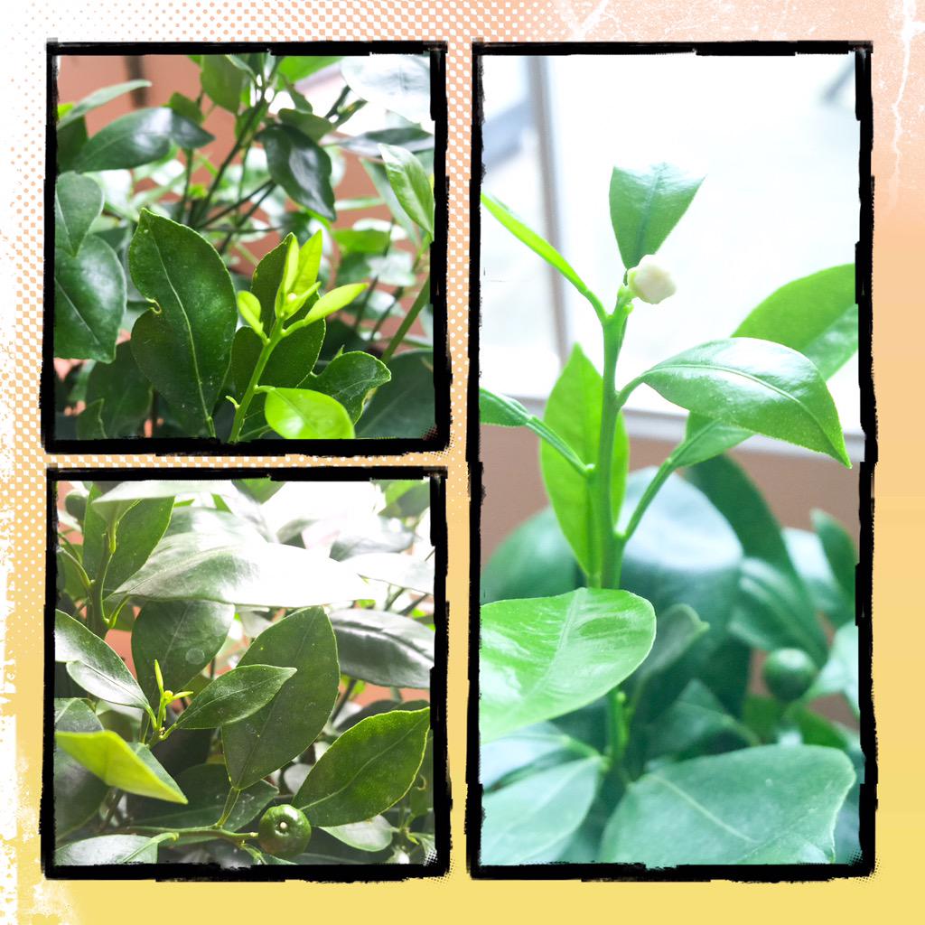 ayitinsay's tweet photo. @Smurfette19751 @issadom05 @dinzcastro
Daming bagong bunga ng #Forvermore Calamsi tree dahil sa SSID!
#ShinePilipinas http://t.co/tlN1528IJl