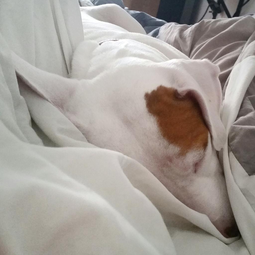peticurepawlish's tweet photo. Couldn't cuddle mom for 2 weeks cuz of injuries. Joining #NoTextRed with @SinfulColors_NP so pups can snuggle moms! http://t.co/VbWWvRs6Ha