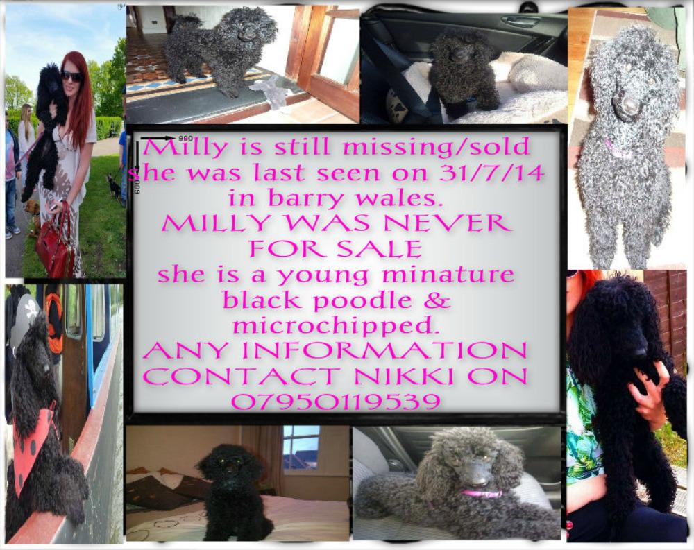 findmilly's tweet photo. milly is still missing http://t.co/lU640VFCeu