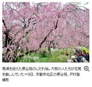 （桜ものがたり）荒れ地耕し　笑顔咲く - 朝日新聞デジタル asahi.com/articles/ASH3V…