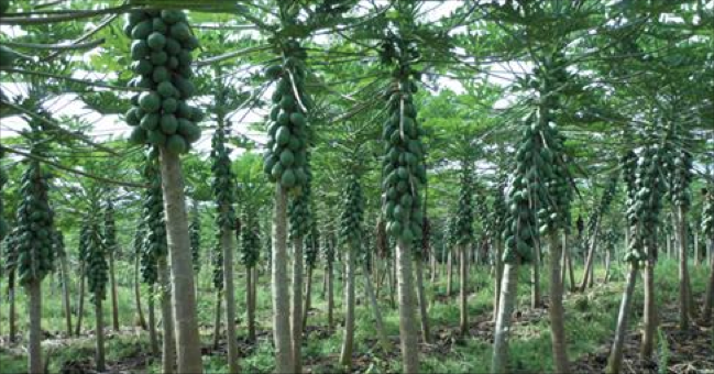 Tony Shelton (@ipmguy) on Twitter photo Tragic Papaya story proves #biotech crops can help feed the world anthonymshelton.com/tragicpapaya/ <a href="/mark_lynas/">Mark Lynas</a> <a href="/SMC_London/">Science Media Centre UK</a> Tragic Papaya story proves #biotech crops can help feed the world anthonymshelton.com/tragicpapaya/ <a href="/mark_lynas/">Mark Lynas</a> <a href="/SMC_London/">Science Media Centre UK</a>