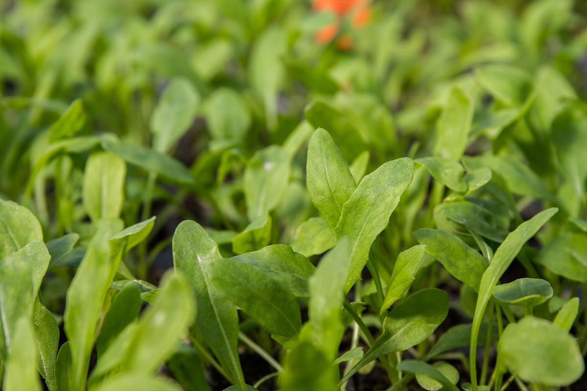 TheChefsGarden's tweet photo. Sheep Sorrel - lemony with tangy notes - #FlavorsofSpring http://t.co/tGmqxoLNF6