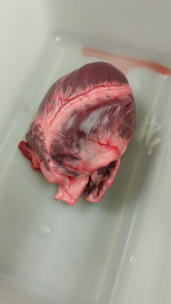 AylahY's tweet photo. @melazerte #heartdissection #gross #interesting #lazerte #fun #yegstudents #sheepheart #biology #bio20 http://t.co/m1qkIXAVb9