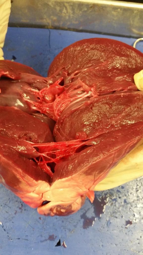 AylahY's tweet photo. @melazerte #heartdissection #gross #interesting #lazerte #fun #yegstudents #sheepheart #biology #bio20 http://t.co/m1qkIXAVb9