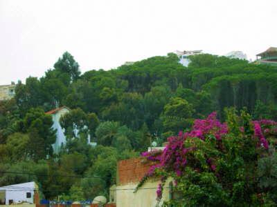 DianaHaddad's tweet photo. شاركوا معنا بحملة #زوروا_تونس #visit_tunisia لدعم السياحة في #تونس الخضراء الجميلة #رتويت http://t.co/UyiZxogGRA