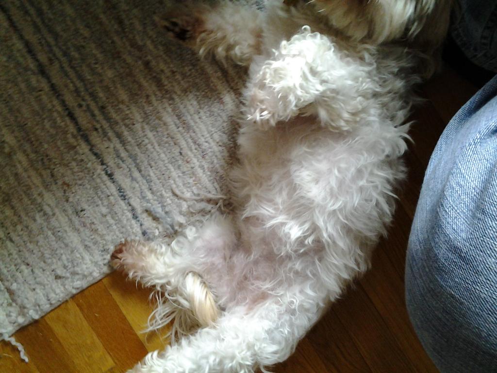 Tim_McCaff's tweet image. Afternoon belly rub