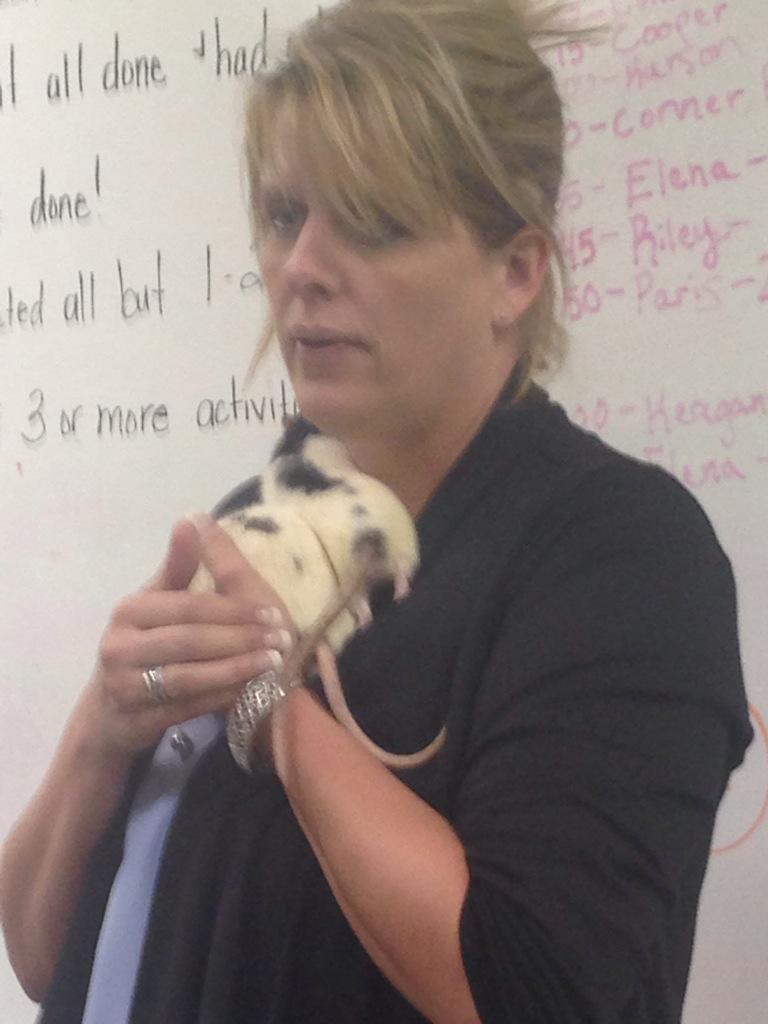 RPCompass's tweet image. Ms. Deane is letting us borrow her rats to try having a class pet! Exciting!