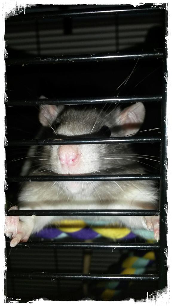 Bobo Walker (@walker_bobo) on Twitter photo 