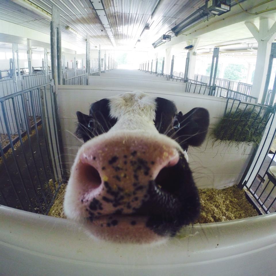 She couldn't wait long enough to be our #FridayPhoto. #FromArethusaWithLove #ArethusaCows #TBT