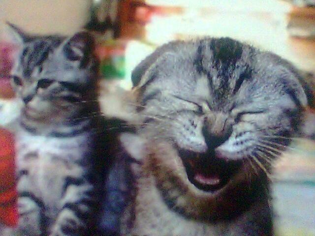 KittyCatVideo's tweet image. That was a good one!