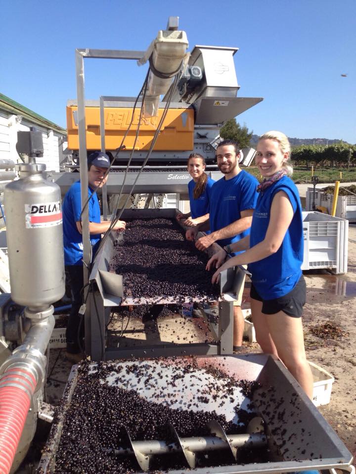 CasasdelBosque's tweet photo. Our winemakers working at the sorting table #pinotnoir #chileharvest2015 @WinesofChile http://t.co/rUMZe6ZmxO