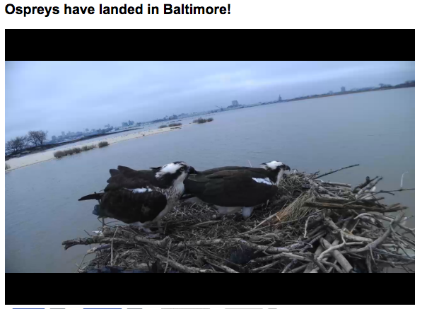 Jaystam97's tweet photo. "The osprey feeds exclusively on live fish. Watch our osprey cam #nrt255 : http://t.co/iw5WW9YNTA #AnimalFacts http://t.co/vlBlcakESa"