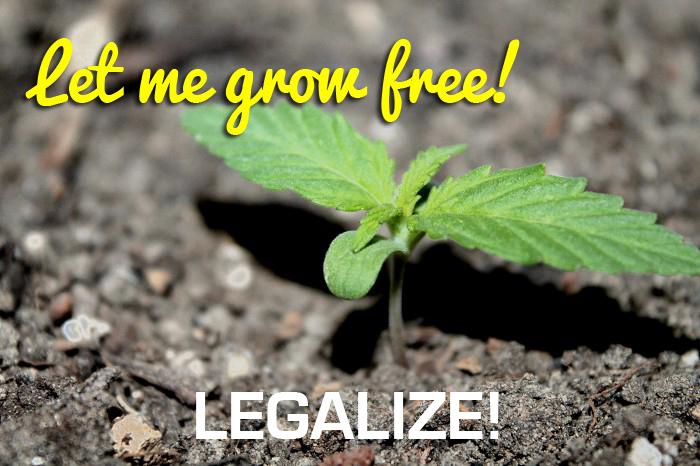 Dinafem's tweet photo. Que se nos oiga bien alto y claro: ¡#LEGALIZACIÓNYA! ¡Compártelo! http://t.co/Ma3K6ni4Wz