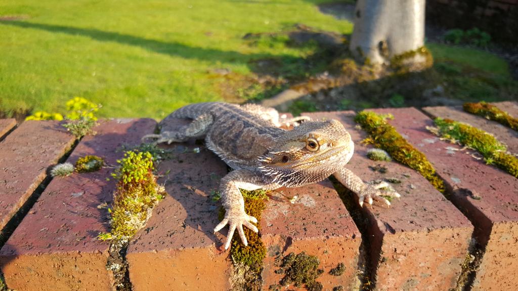 Syndicate's tweet image. Rawr!