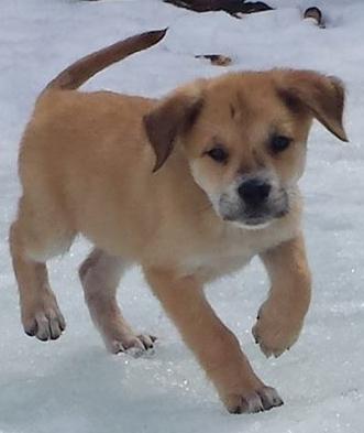 Bailey is still looking for his Furever Family with Legacy GSD <a href="/LegacyGSDRescue/">Legacy GSD Rescue</a>