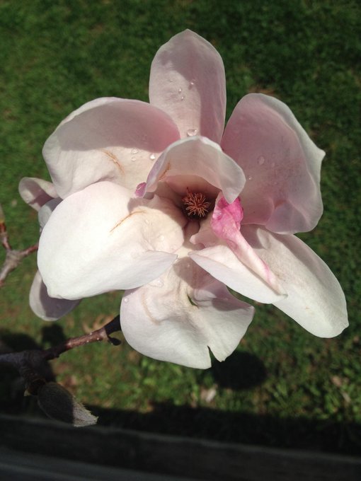 Worth the wait! #Spring http://t.co/W3SrZZc9Ri<a href="/tag/spring"class="tags">#Spring</a>