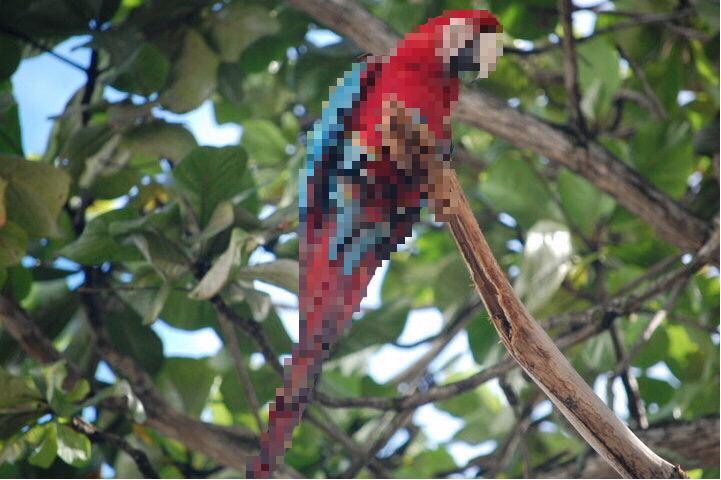 pixelchatapp's tweet photo. “@CaioVissicaro: iPhone edit using @pixelchatapp #pixelchatapp #macaw #pixelart #draw #app http://t.co/LIavn1xUdP” Jungle Pixelated Paradise