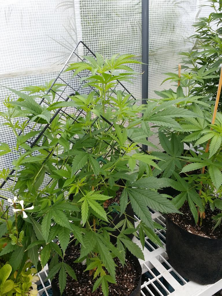 JanicesVagina's tweet photo. #organicpharmer #916farmers #goodolboynetwork #vermiculture #weonline #safeaccess4all http://t.co/ieT83IMpzg