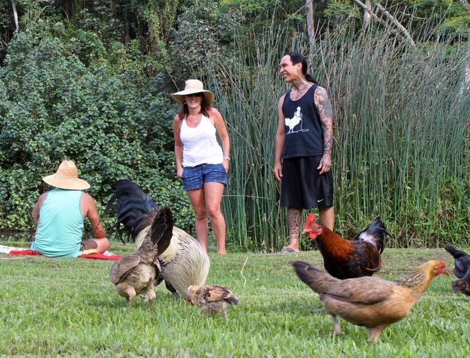In Hawaii, thousands of wild chickens have mysteriously taken over beaches and parking lots. nyti.ms/1NZKr3f