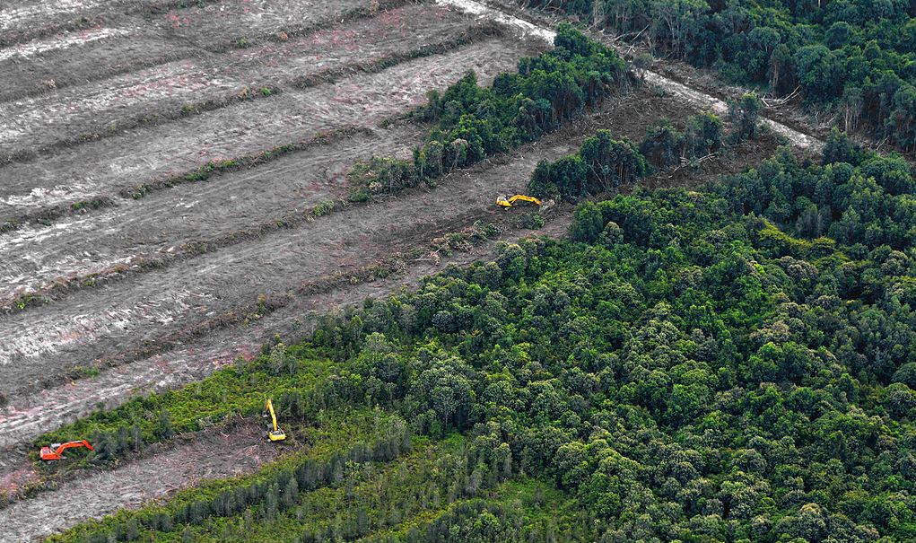 RnfrstAlliance's tweet photo. Dramatic growth in plant cover may not offset damage from #deforestation: http://t.co/httmxipVD5 via @Independent http://t.co/8B3oQYS1Y5