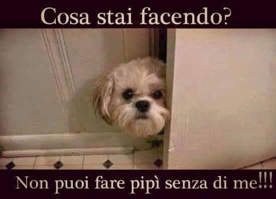 micolazzurr0's tweet photo. Non ho potuto non pubblicare questo post.. A me succede TUTTI I GIORNI! ..solo Chi ha un cane potrà capire!😍😂 #dogs http://t.co/CYarrqkcOi