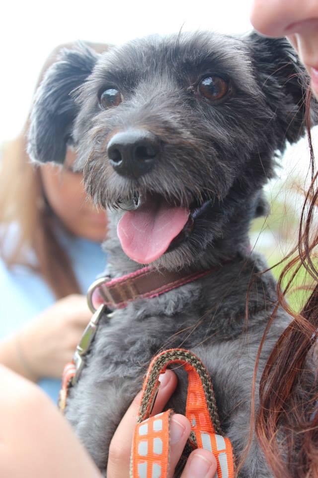 JLHarnatkiewicz's tweet photo. Some furry friends I made today!☺️ @ECUPisandPaws http://t.co/mNv77yi0lr
