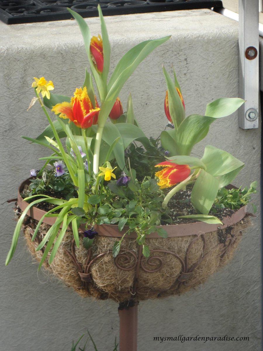 Nancy_MSGP's tweet photo. Loving this combination!
http://t.co/c9Ucup11od
#tulips #daffodils #violas #springcombo http://t.co/2ulCp0C6cA
