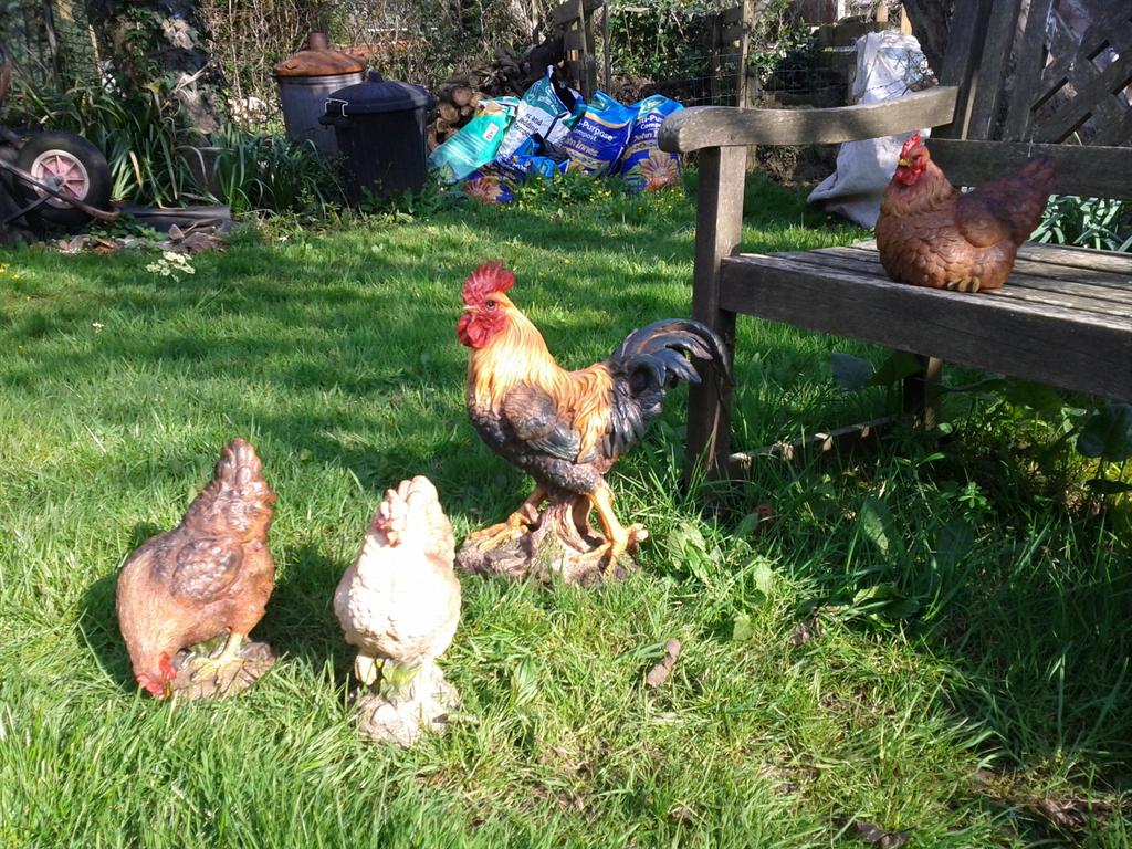 lauralockett's tweet photo. New chickens seem to have settled in well. #staticart #lowmaintenance http://t.co/DhEld2Rmpx