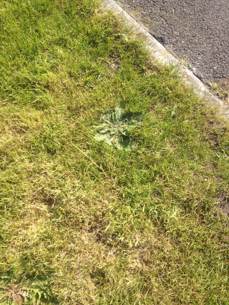 lthorne21's tweet photo. @ieuandobbs is this your doing!? #weedgate #sabotage http://t.co/N4XfMlQlJx