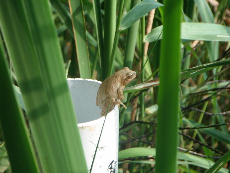#TRCA biologists started annual #amphibian surveys last night. Spring peepers &amp; wood frogs are calling!
