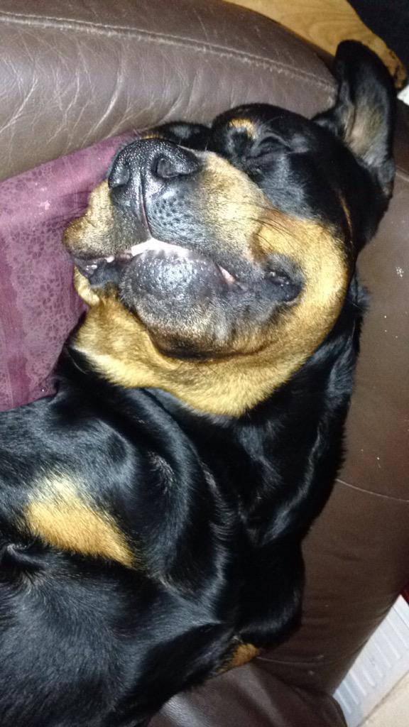 ToweyZena's tweet photo. Lights out @RottieFanClub http://t.co/lrGqs4v7vv