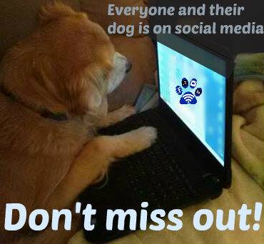 pawsitiveupload's tweet photo. Don't let your business miss out on this GREAT opportunity!!! 
#goldenretriever #cutedog #pets #socialmedia http://t.co/AG3CwepoMe