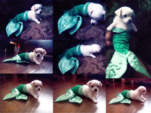 ftcreature's tweet image. I want to be, where the people are 🐶🐠💗