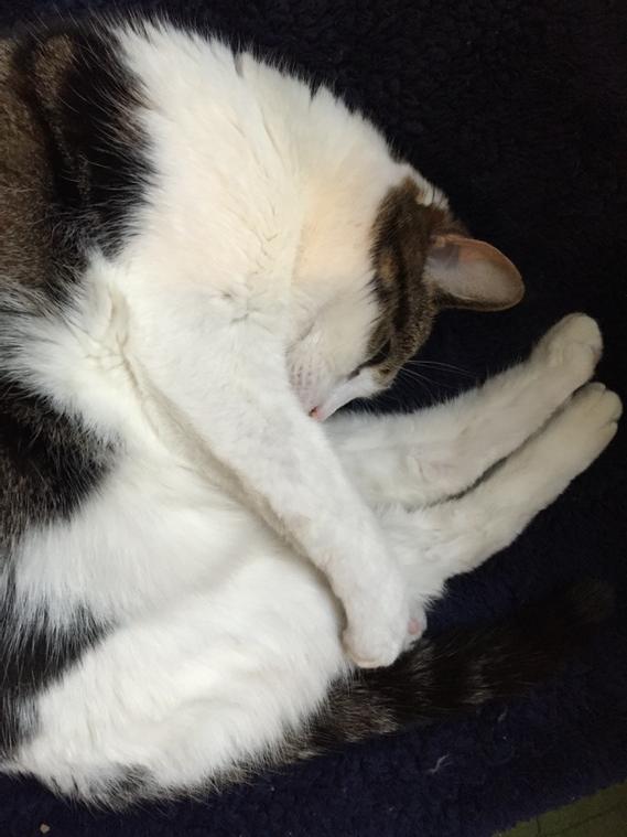 MySlowMoCat's tweet photo. Emily's response to all the rain here? Curl up tighter! #cats #catsoftwitter #furryfursday #bundlecat #cute #naptime http://t.co/ds845Bincn