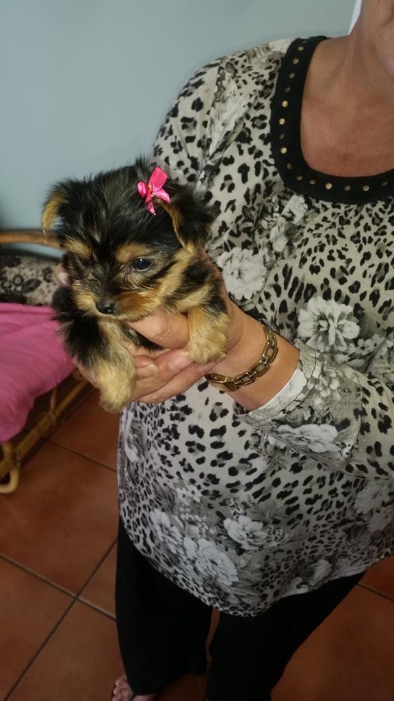 Pampered__Paws's tweet photo. This little girl came in for her first groom today.!!  Too cute ! 🐾🐶 #PamperedPaws http://t.co/Syck2Gqg9e