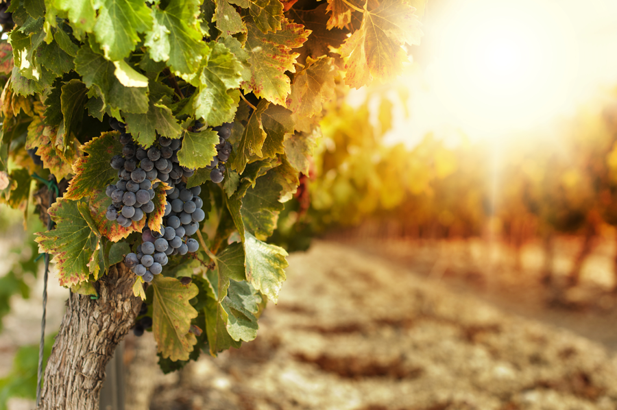 SegundoHogar_AR's tweet photo. Hoy nos fuimos de visita a unas bodegas en Mendoza http://t.co/CvWFk4SqVR #QuienSeHaTomadoTodoElVino http://t.co/D1A8CY58C5