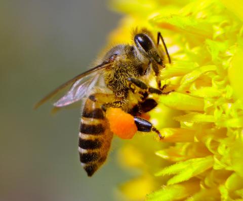 mch7576's tweet photo. RT “@mchamric: “@NBCNews: Lowe's to stop selling pesticides linked to bee deaths http://t.co/lBcUggOew0 http://t.co/LcpvZMgBUN””