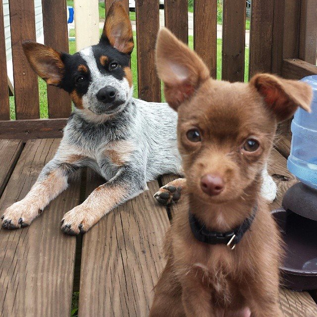 barkbox's tweet image. "Don’t worry, pup. When you’re older the flop will pop!”

via instagram.com/roscoe_the_hee…