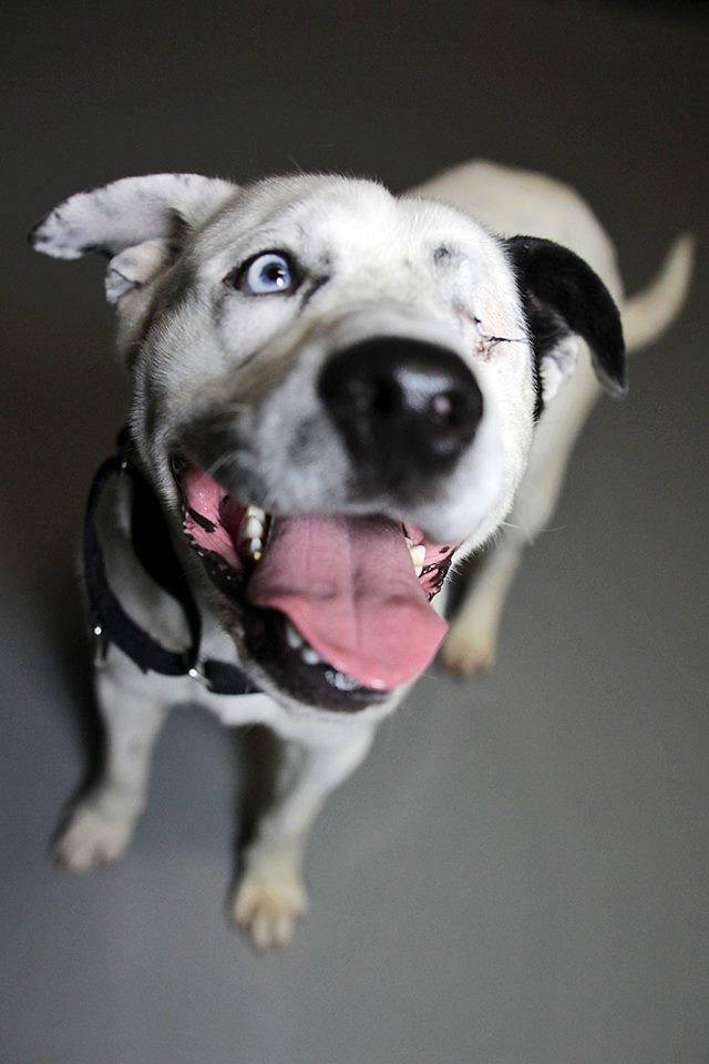 WrightWayRescue's tweet image. Dogs 9 months and older have half off adoption fees today! Luke is one dog that's looking for a home!