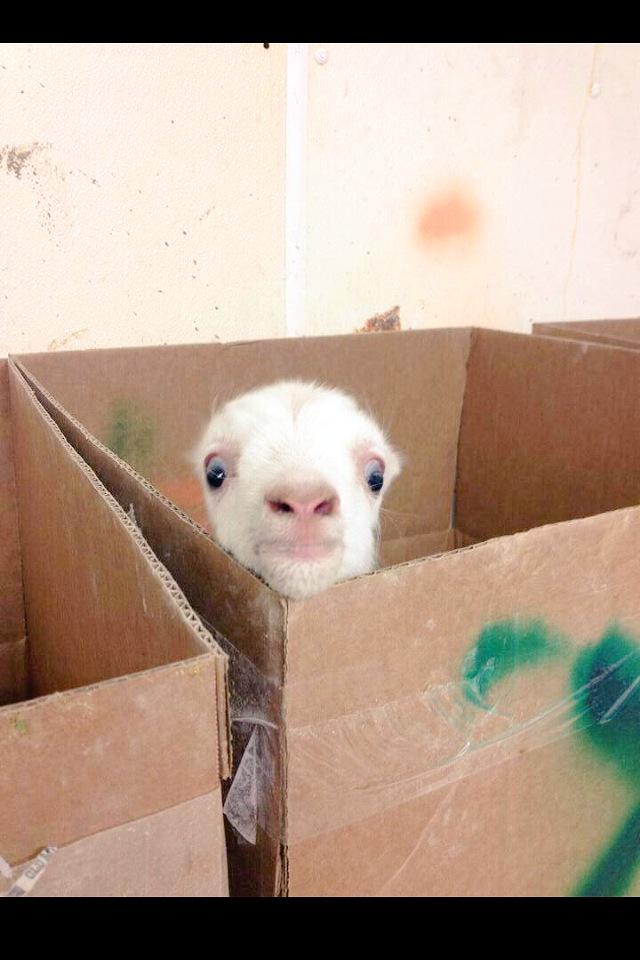 GYM_DAY's tweet image. When you trying to not get caught staring at the booty when he/she is doing squats.